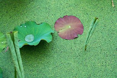 迪士尼新片《小美人鱼》今日上线国内视频平台 腾讯视频等全网首播